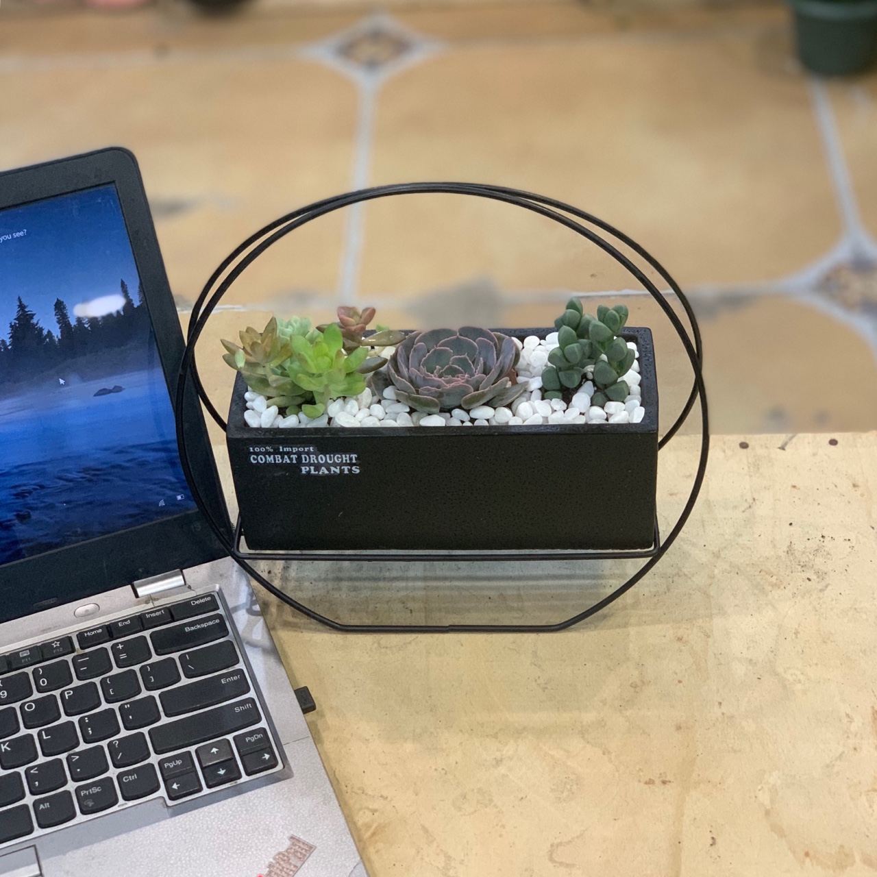 Terrarium, tiểu cảnh sen đá &amp; xương rồng mẫu 001