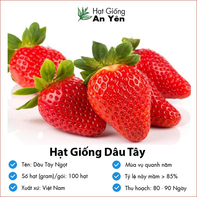 Hạt giống Dâu Tây Ngọt thu hoạch sớm, dễ trồng, nảy mầm cao, sinh trưởng khoẻ