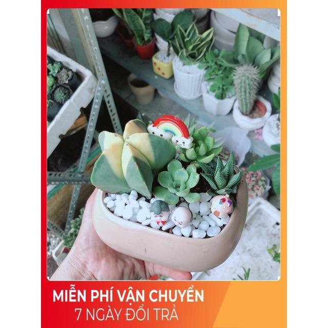 Chậu Sen Đá- Xương Rồng