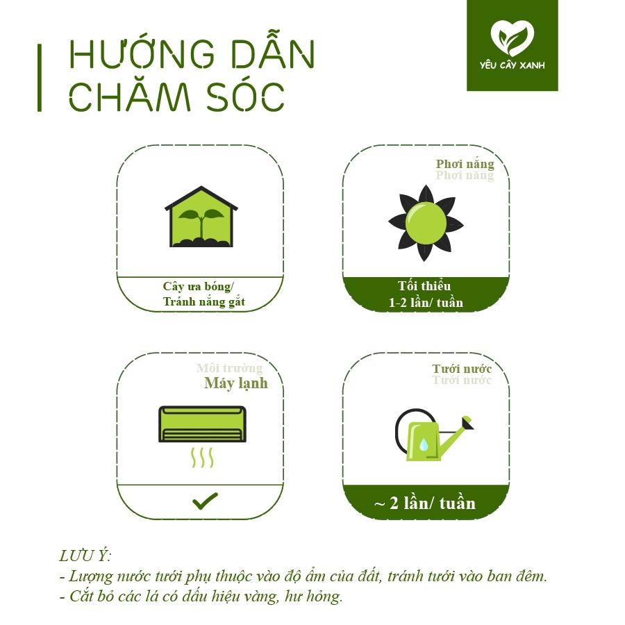 Cây Lan Ý để bàn làm việc, phòng khách, phòng ngủ dễ chăm sóc