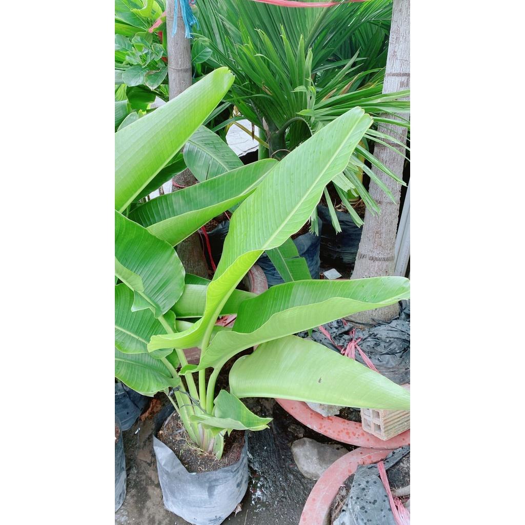 Cây Chuối Rẻ Quạt