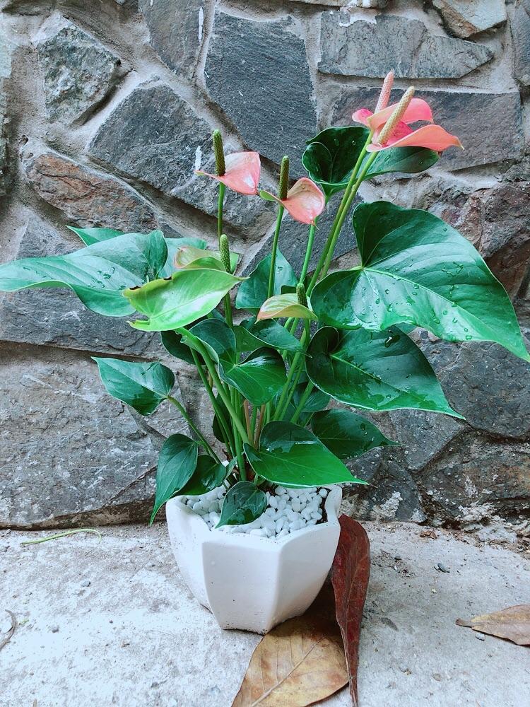 Chậu Cây Hồng Môn Hồng