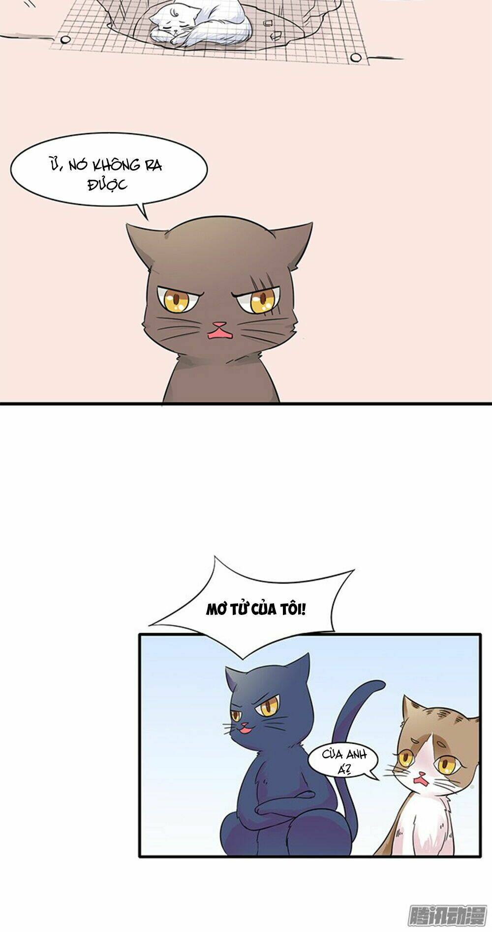 hai chú mèo totem chapter 11 9
