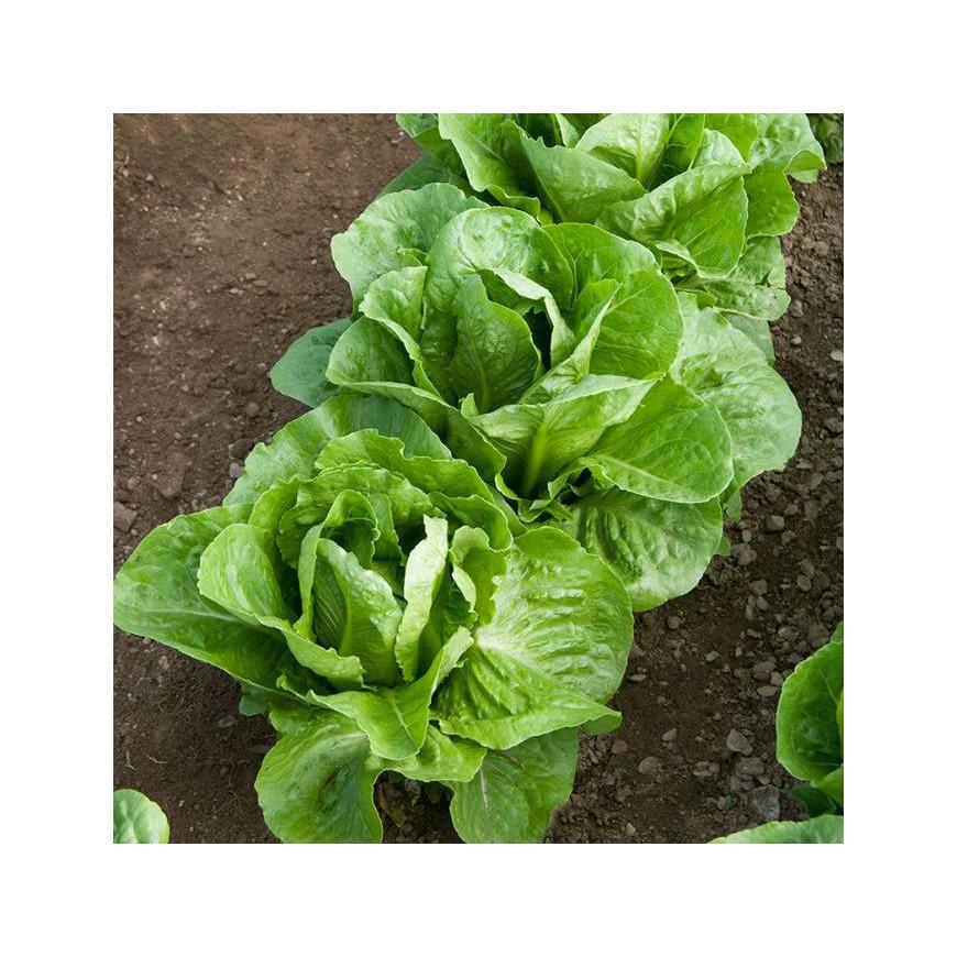 Hạt Giống Xà Lách Romaine Chịu Nhiệt 2 Gram