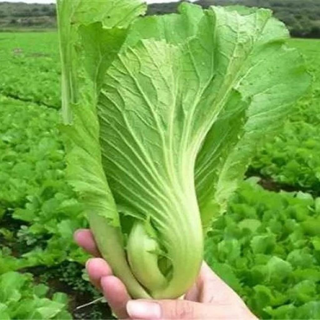 Hạt Giống Cải Bẹ Dưa Cao Sản, Giòn Ngọt NĂNG XUẤT CAO