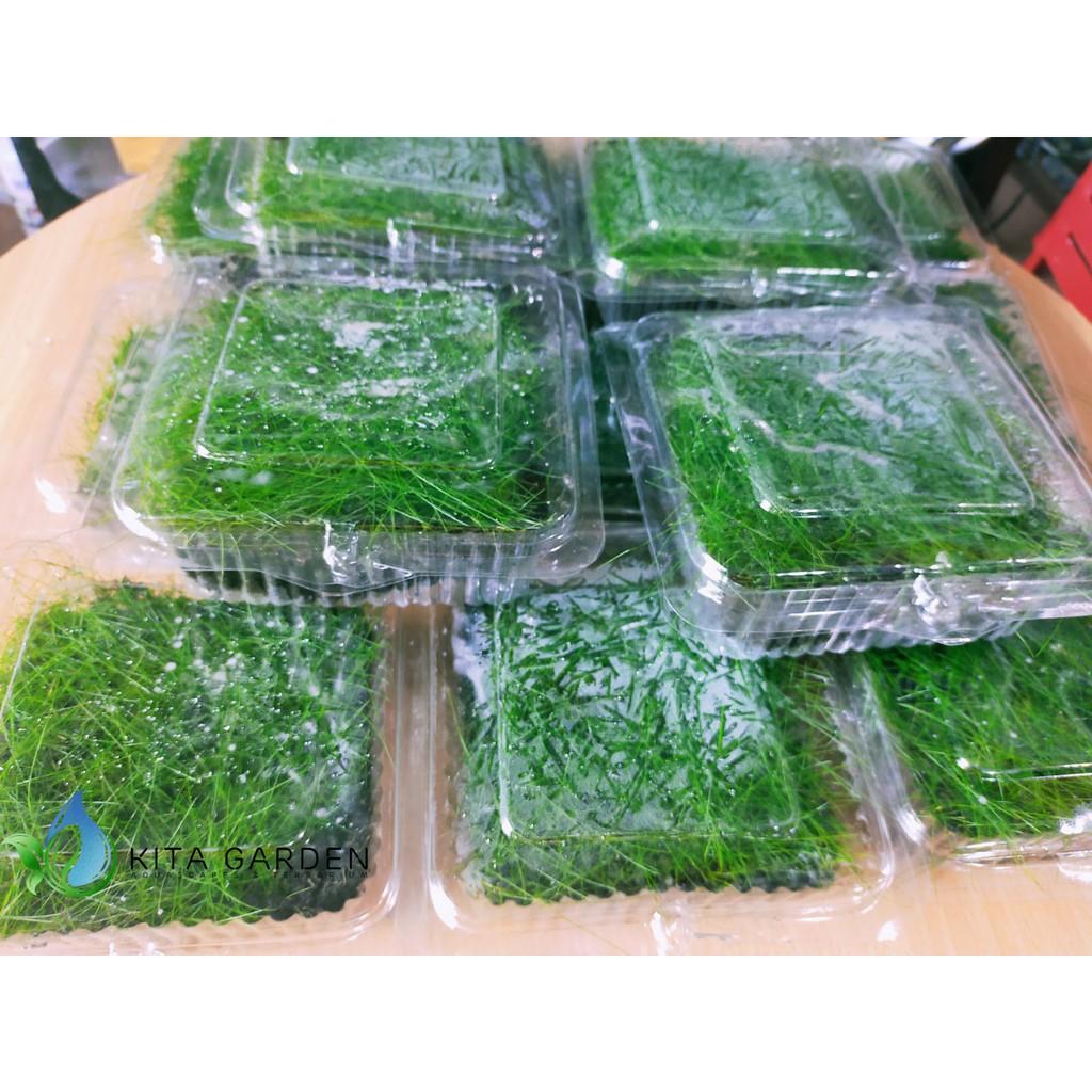 Ngưu mao chiên lùn - Cây thủy sinh trải nền - khay 1 tấc