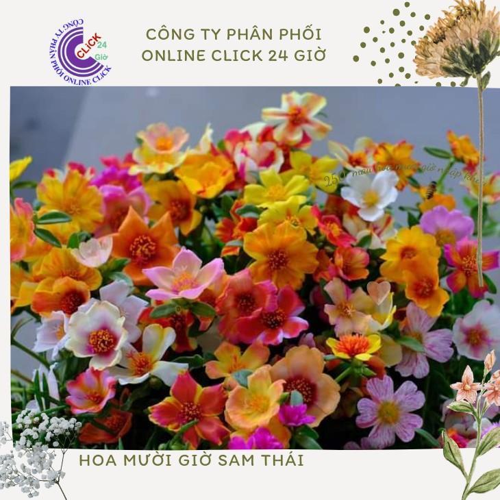 Hoa Sam Thái Nhiều Màu Hoa To Đẹp Cành Giống Hoa Mười Giờ Sam Theo Cân Hoa Mười Giờ Bonsai & Phụ Kiện