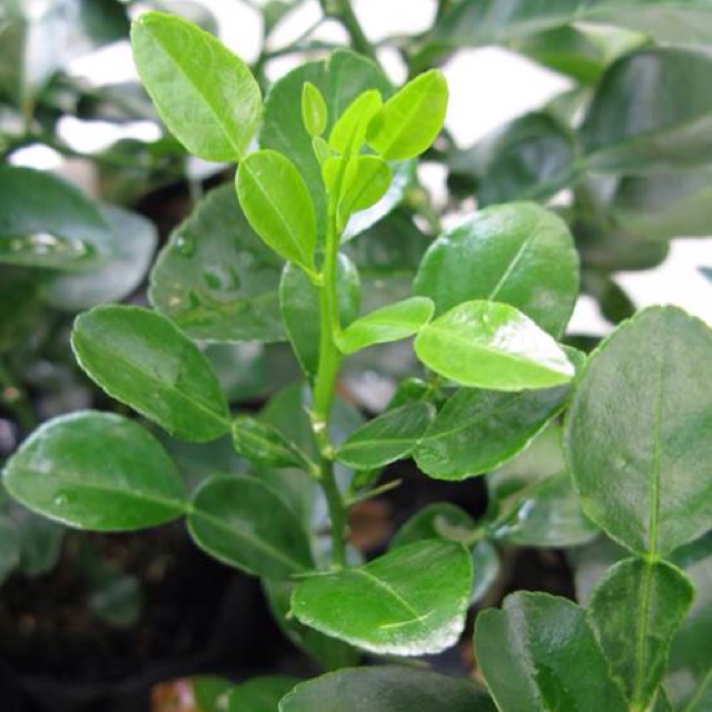 Cây chúc giống (cây chanh thái) cao khoảng 40cm