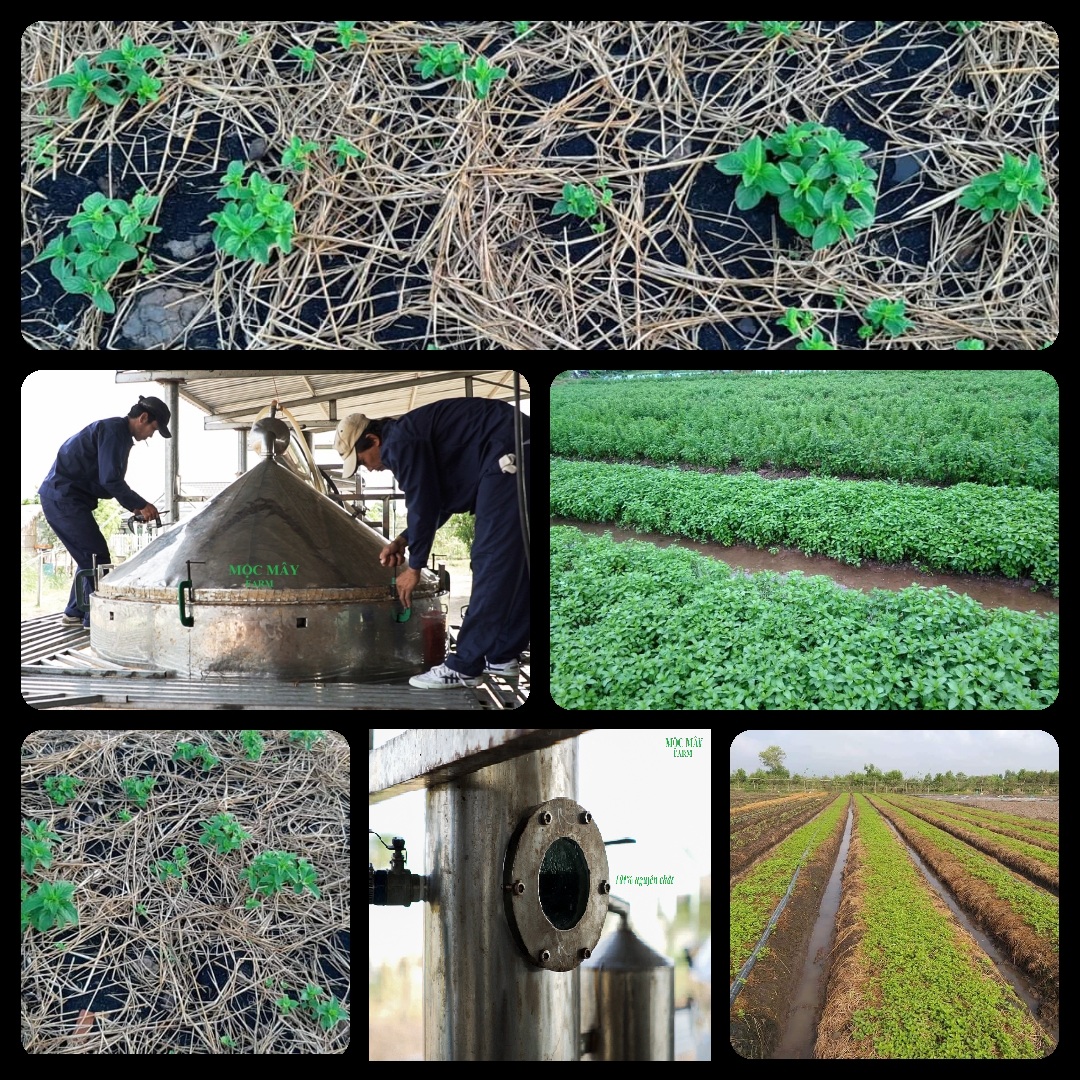 Tinh dầu Bạc hà chai 01Lít Mộc Mây - tinh dầu nguyên chất từ thiên nhiên - Có kiểm định - Chất lượng và mùi hương vượt trội