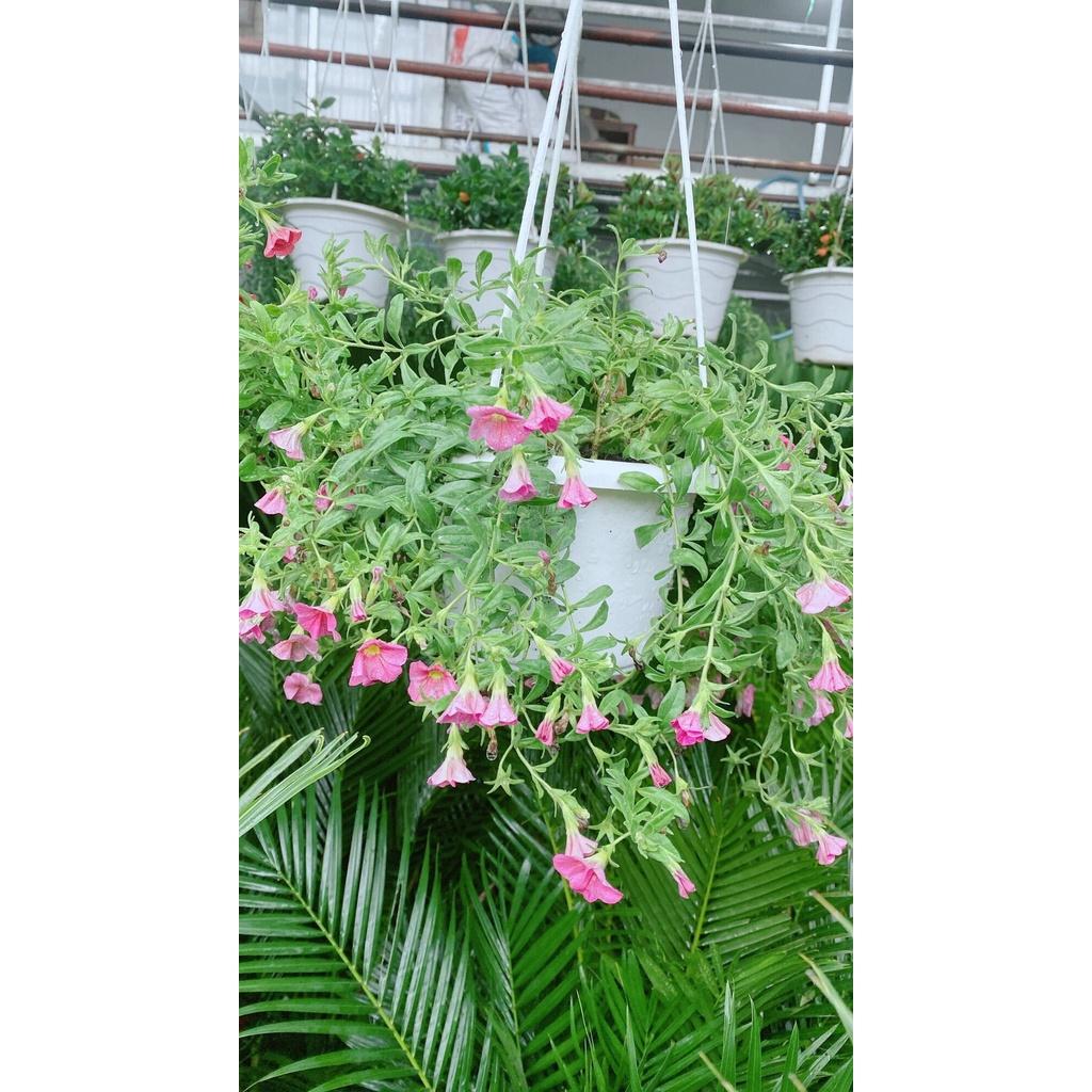 Chậu Hoa Triệu Chuông