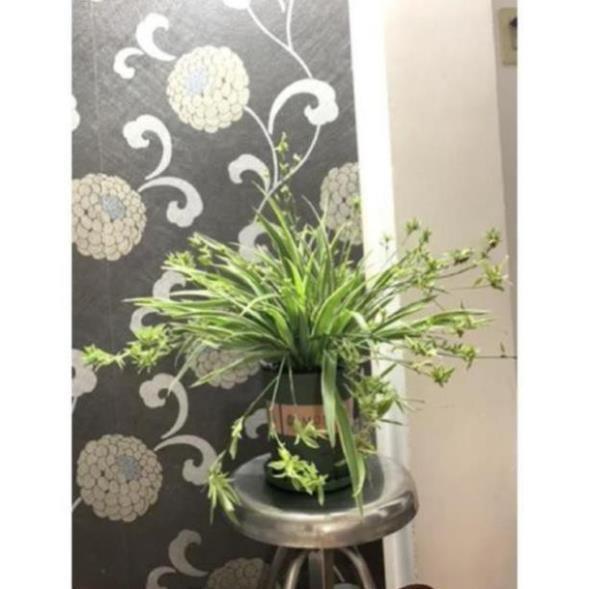 CHUẨN Bụi cây dây nhện/cây cỏ nhện, cây mẫu tử- bầu đất
