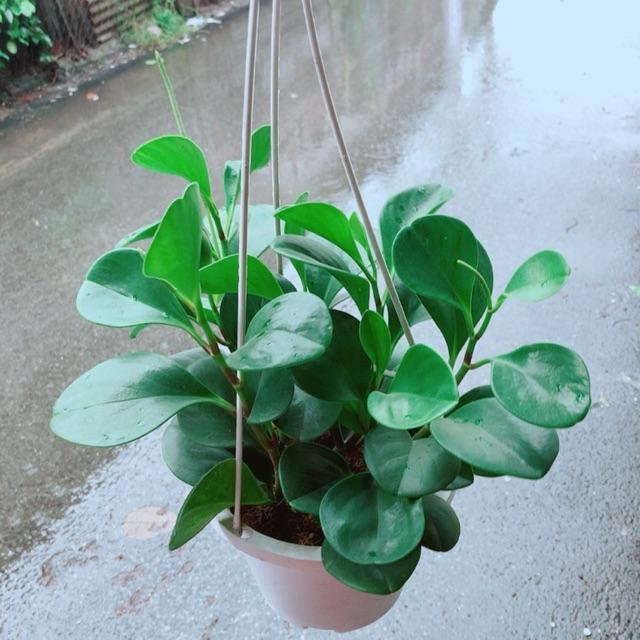 Chậu Trường Sinh