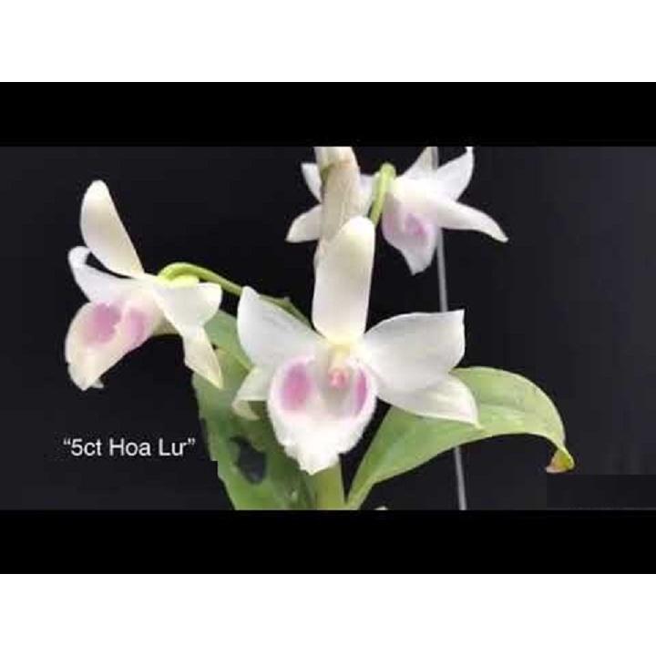 LAN Phi điệp 5 cánh trắng HOA LƯ
