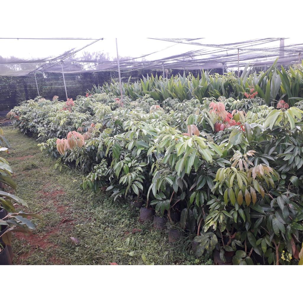 Cây giống Vải U Hồng BẦU TO, CÂY CHIẾT CAO HƠN 1M