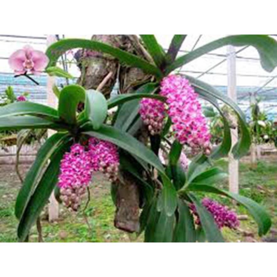 Hoa lan đai châu trắng đài loan