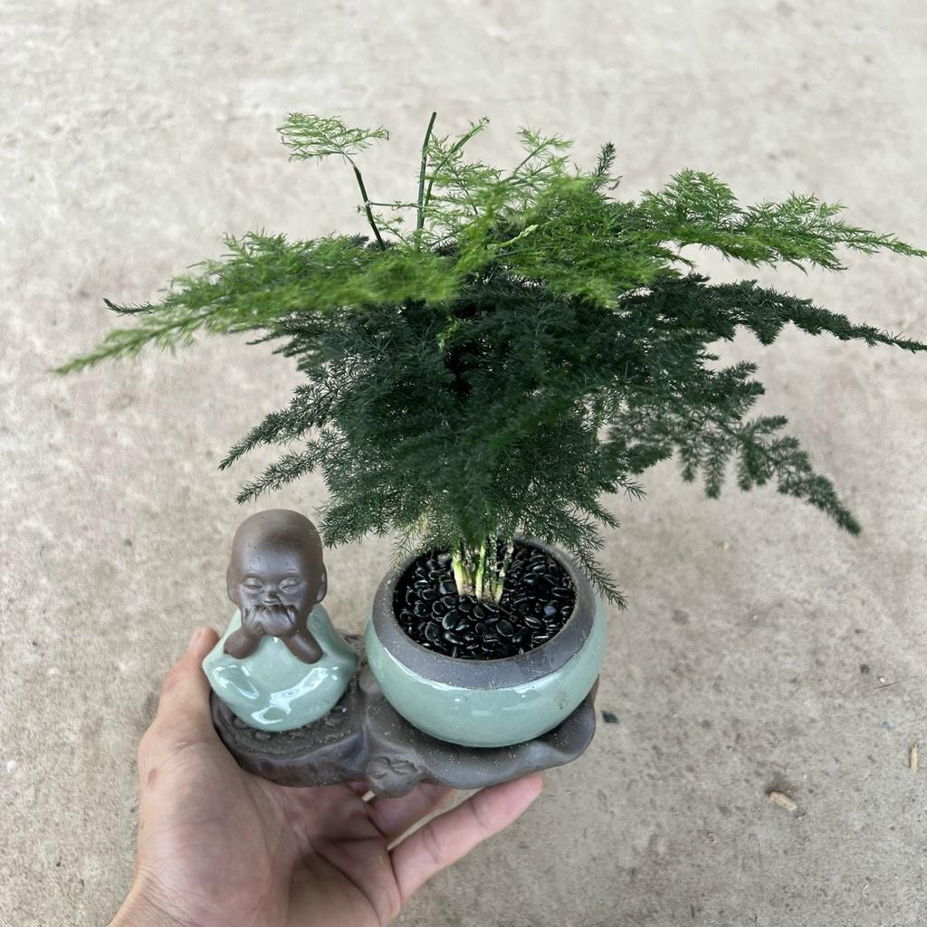 Cây thủy tùng trồng chậu sứ tiểu cảnh cao 15cm, cây cảnh phong thủy để bàn mang tượng trưng sự kiên cường