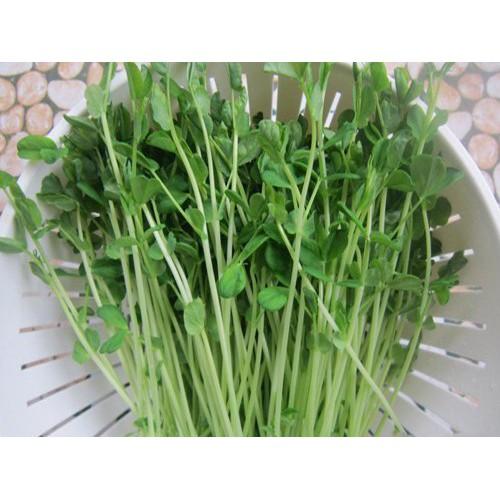 Hạt giống rau mầm đậu hà lan