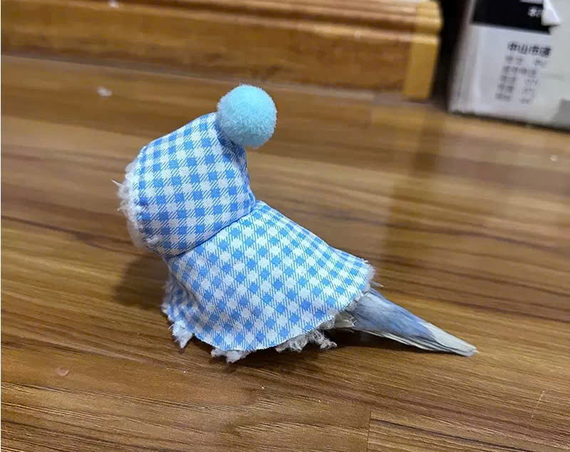 QUẦN ÁO CHO CHIM CẢNH CHIM VẸT CHIM PAROT CHIM SẺ DỄ THƯƠNG MÃ 2 XINH XẮN CHO CHIM THÚ CƯNG