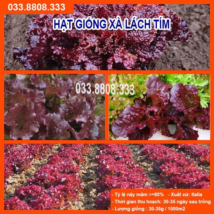 HẠT GIỐNG XÀ LÁCH TÍM -SIÊU NGON NHANH THU HOẠCH
