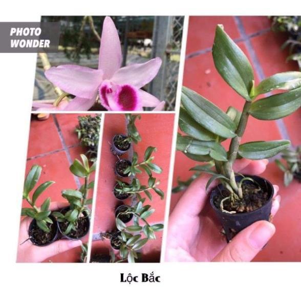 Combo 10 loại lan giống lôn xôn max đẹp