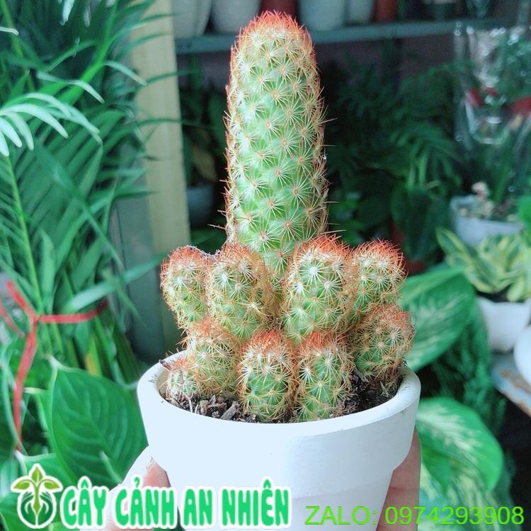 Chậu Xương Rồng Trụ