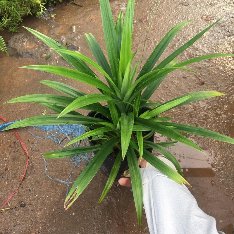 Cây lá dứa cao 25-30cm trồng bịch đen