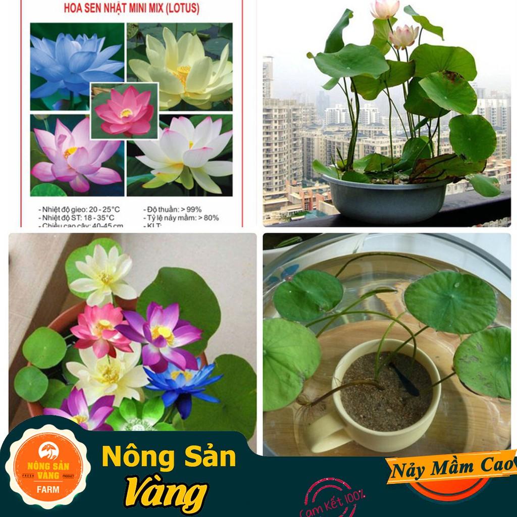  Hạt giống Hoa Sen Mini Nhật ( Màu Ngẫu Nhiên )