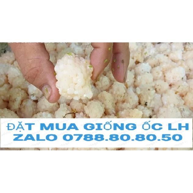 Trứng ốc thái lan 35 Ổ tặng 3 Giống miền bắc ( quy trình đóng gói cẩn thận )