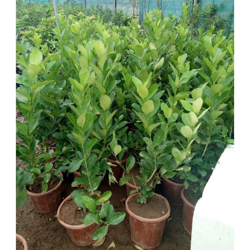 Cây giống chanh Mỹ vàng 39K