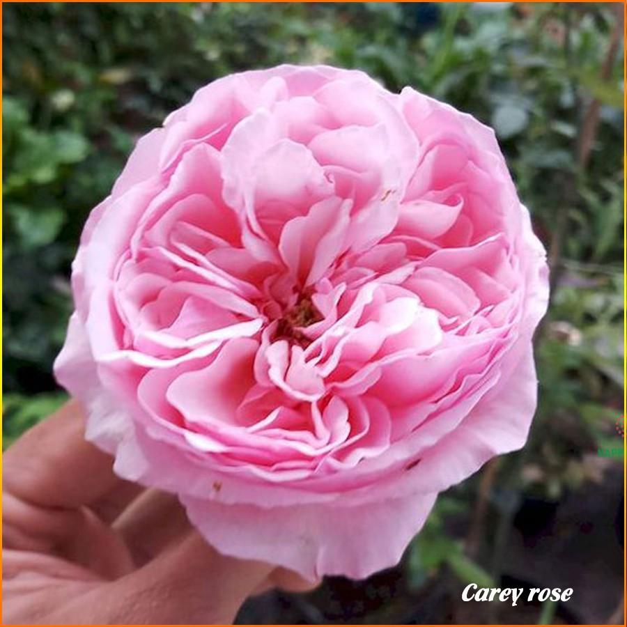 Chậu cây hoa hồng ngoại CAREY