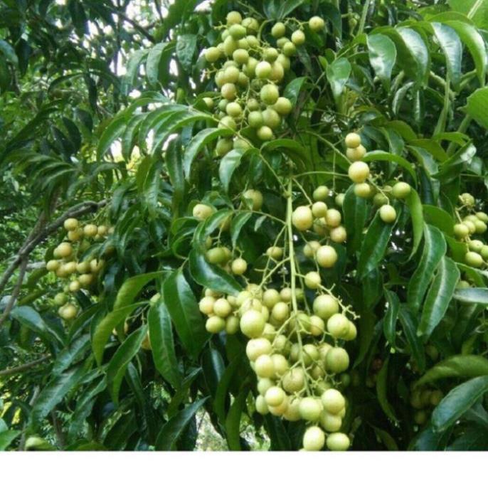 COMBO 5 CÂY GIỐNG CÂY MẮC MẬT , CAM KẾT GIỐNG CHUẨN F1