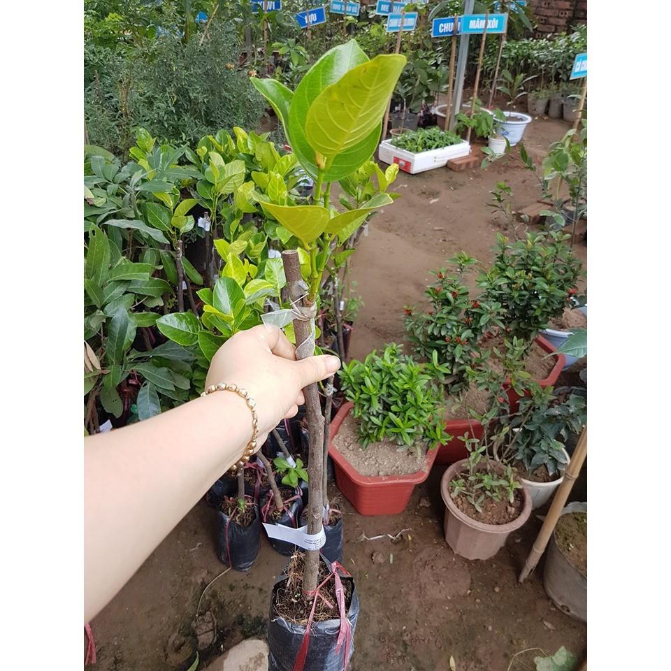 Cây giống mít tố nữ