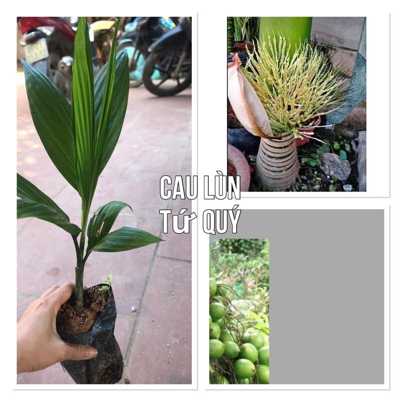 Cây cau lùn tứ quý giống cho quả quanh năm