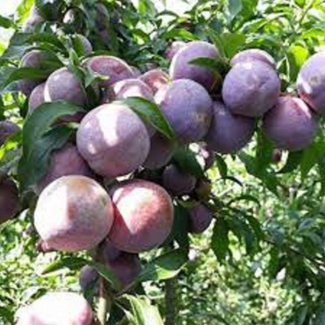 Cây giống mận hậu- mận tam hoa