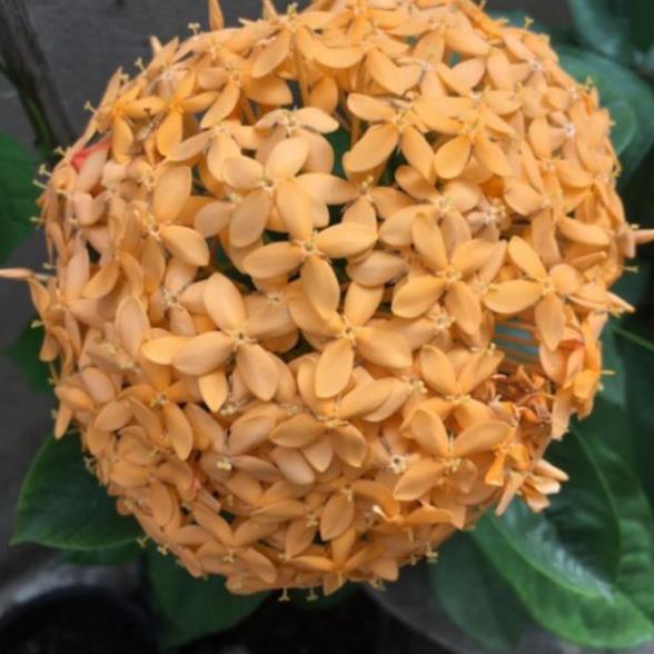 Hoa mẫu đơn vàng cam siêu bông