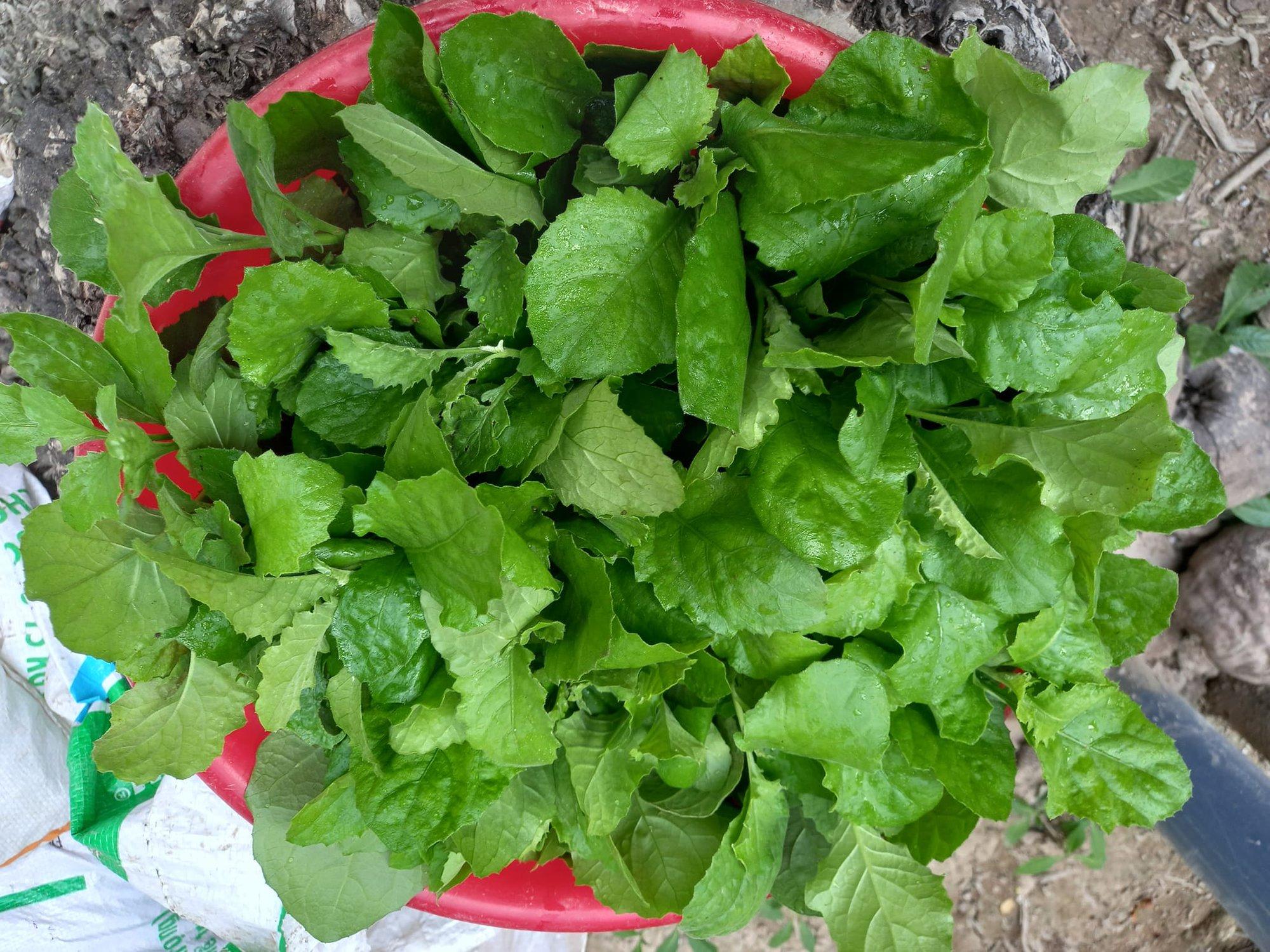 Hạt giống rau cải trời - gói 100 hạt