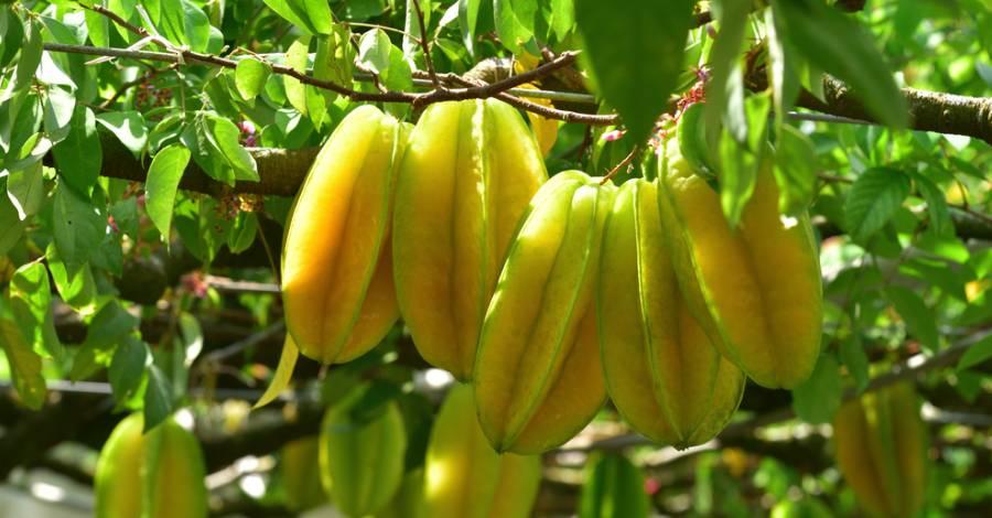 Cây giống Khế Chua TRỒNG CHẬU [ CÂY ĐẸP ĐANG RA BÔNG] ( Siêu trái, siêu sớm ).