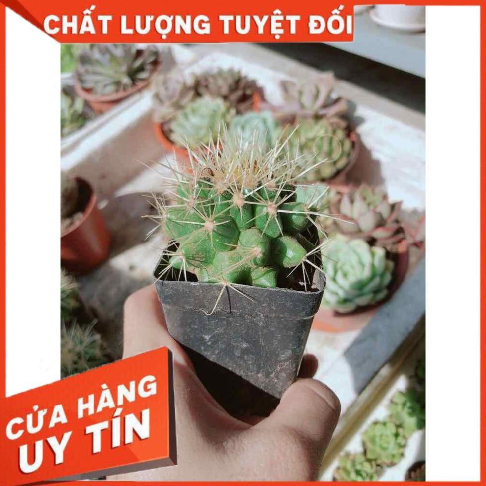 Xương rồng kim hổ Nhiều Người Mua