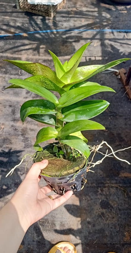 Cây hoa lan Denro Râu Rồng