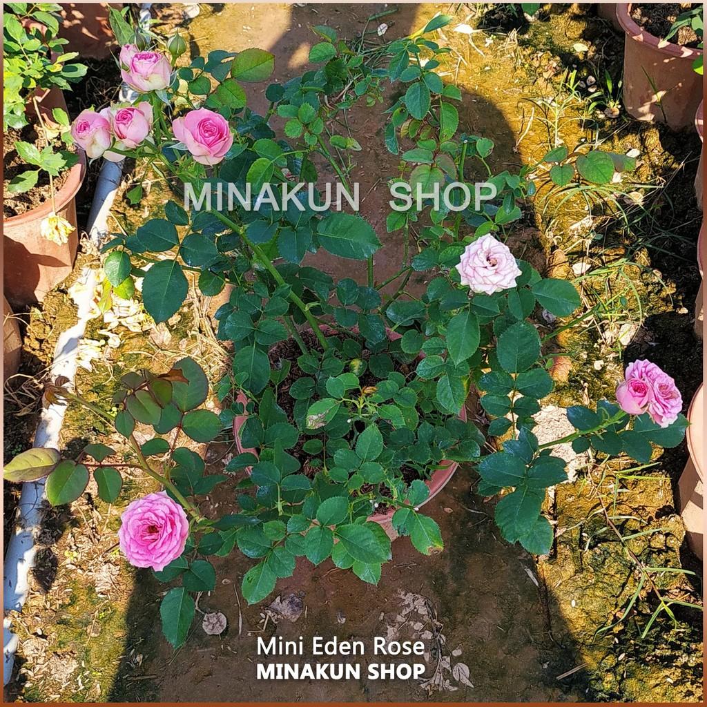 Chậu hoa hồng ngoại MINI EDEN - Minakun Shop