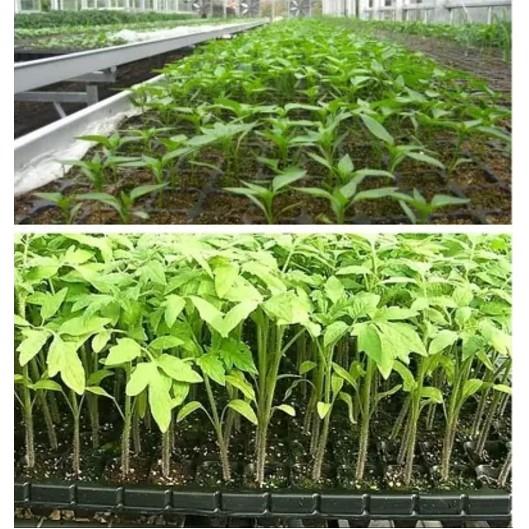 KHAY GIEO HẠT GIỐNG 72 lỗ - Set 10 cái