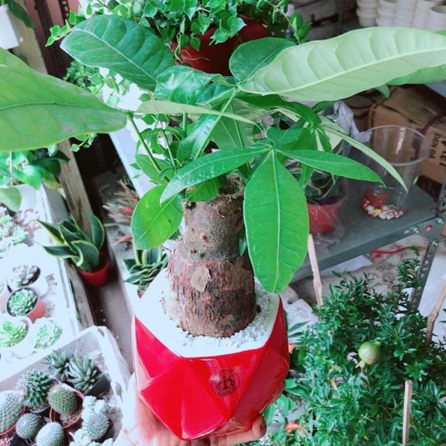 Chậu kim ngân chân voi kèm dĩa lót