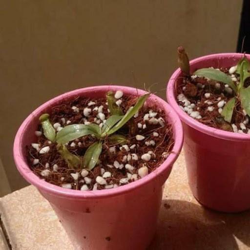 Hạt giống Nắp ấm CÂY BẮT RUỒI CÂY SĂN MỒI cây bắt côn trùng dễ trồng