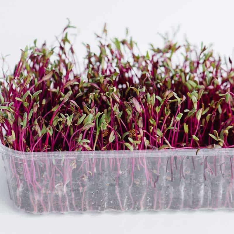 Hạt giống rau mầm củ dền đỏ gói 10gr