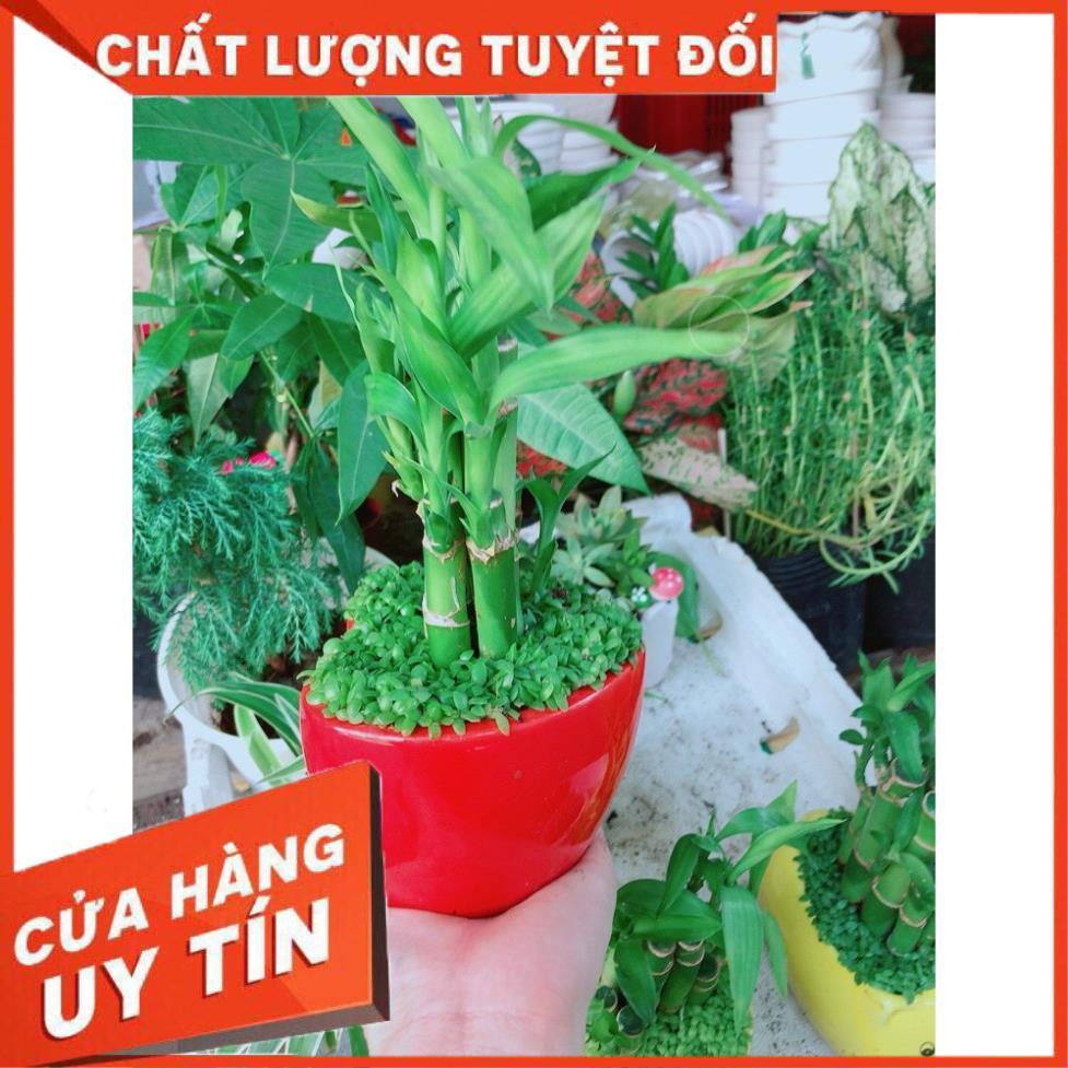 Chậu chúc phát tài hình trái tim để bàn