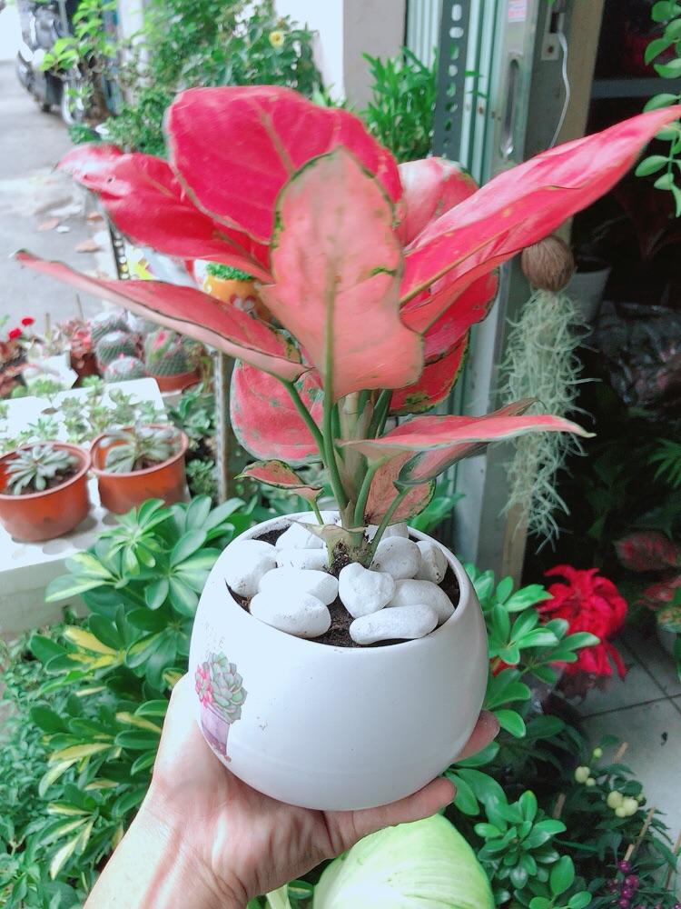 Chậu Cây Vạn Lộc Hồng