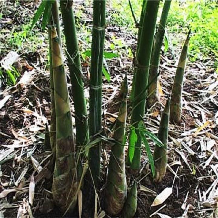 Cây giống măng Tre Bát Độ giống năng suất cao