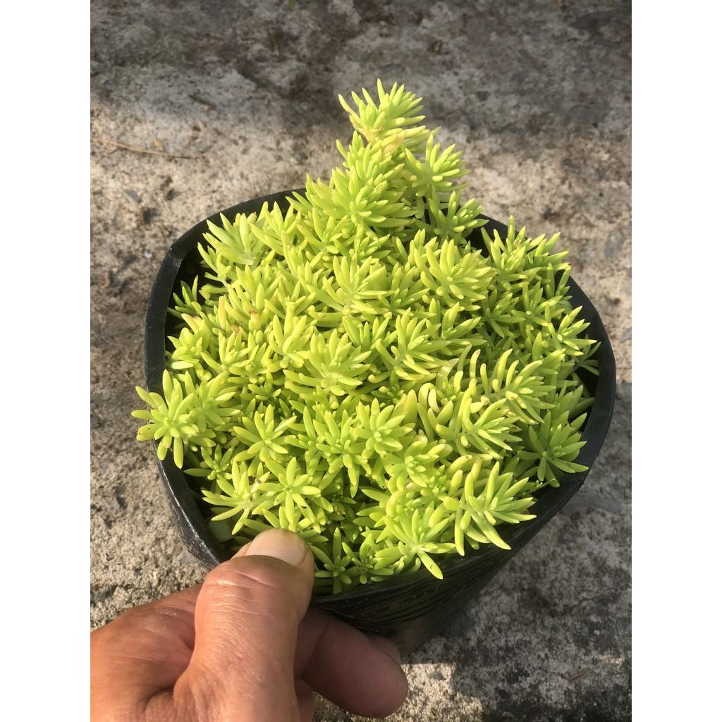 Cây Sedum - 10 giờ Úc