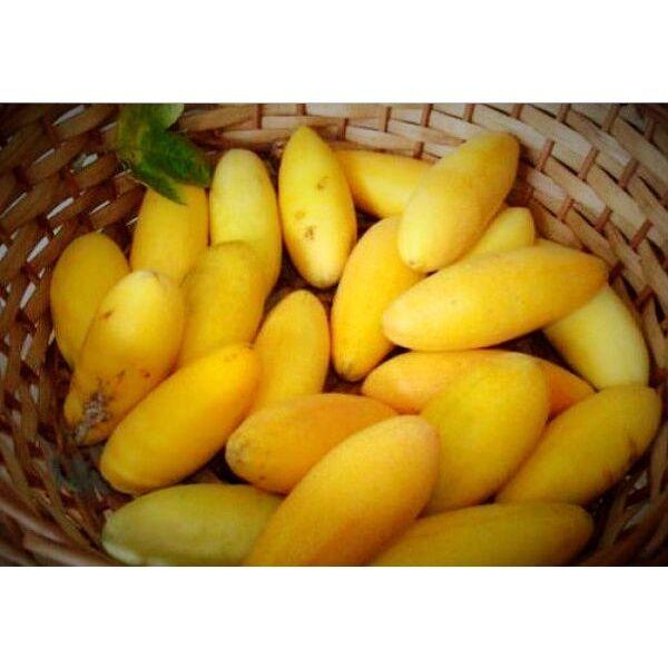 Cây Chanh Leo Chuối Nam Mỹ, chanh dây chuối giống