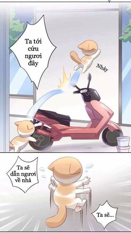 dưới móng vuốt mèo chapter 15 29